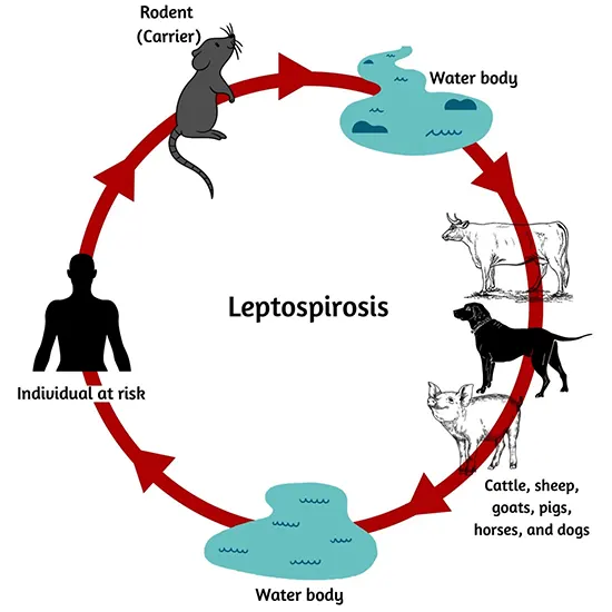Leptospira DNA PCR - Qualitative